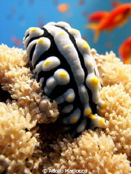 Wart slug 
Eagle Ray Bay by Adolfo Maciocco 